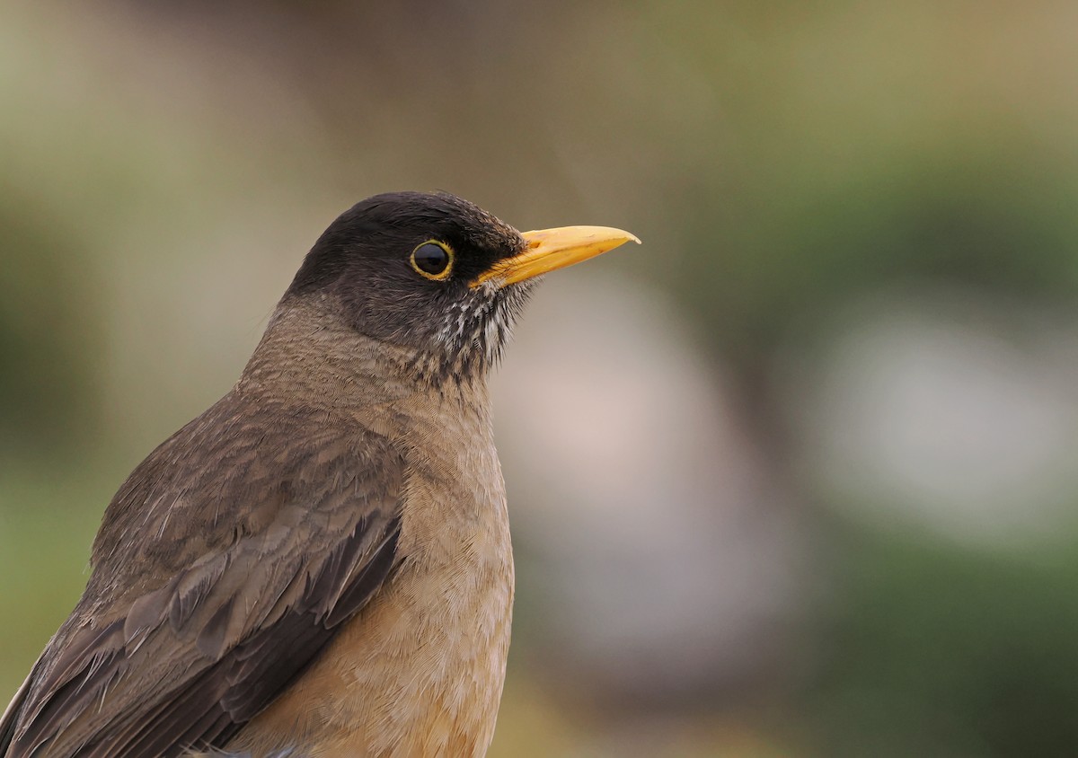 Merle austral (falcklandii) - ML646730489