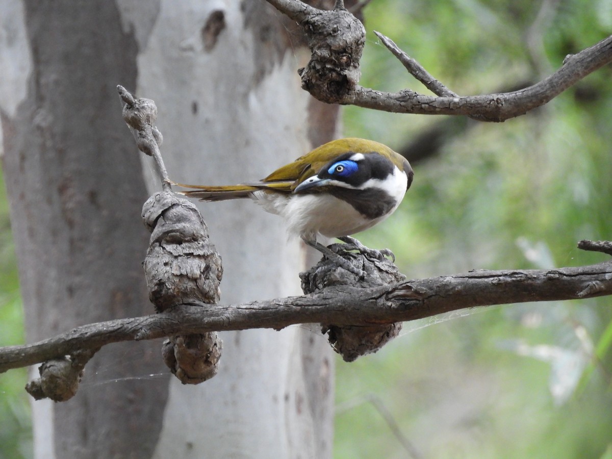 Mielero Cariazul (Cariazul) - ML646730490