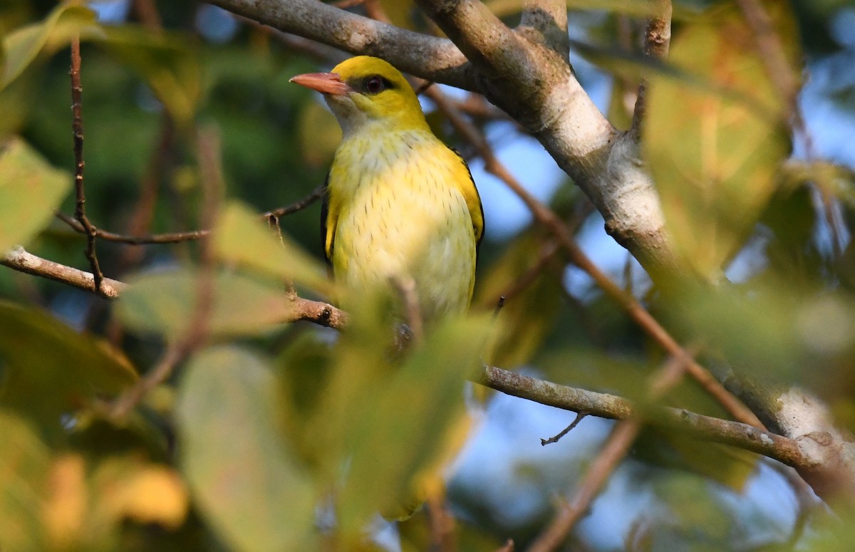Indian Golden Oriole - ML646730491