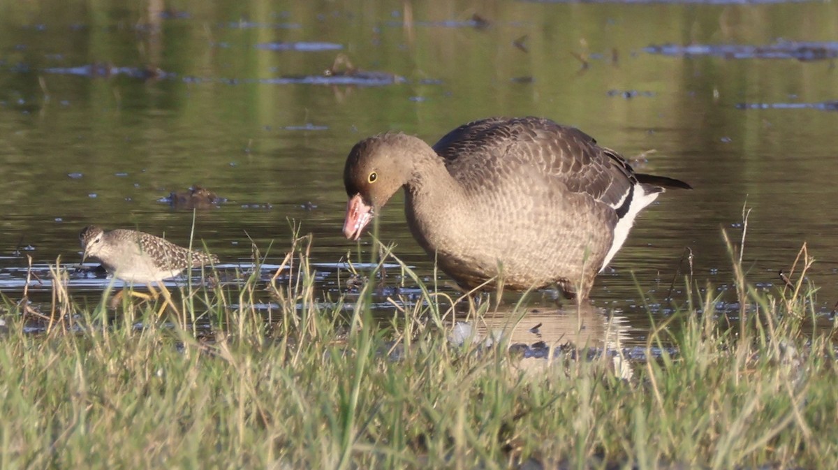 Lesser White-fronted Goose - ML646730493