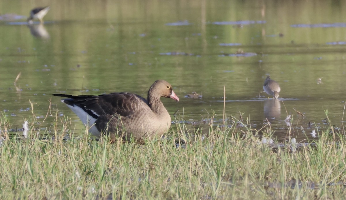 Lesser White-fronted Goose - ML646730494