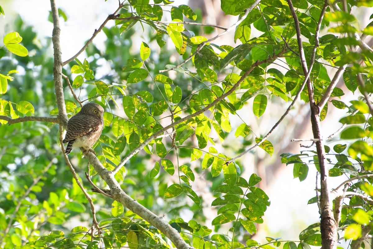 Mochuelo Cuco - ML646730498