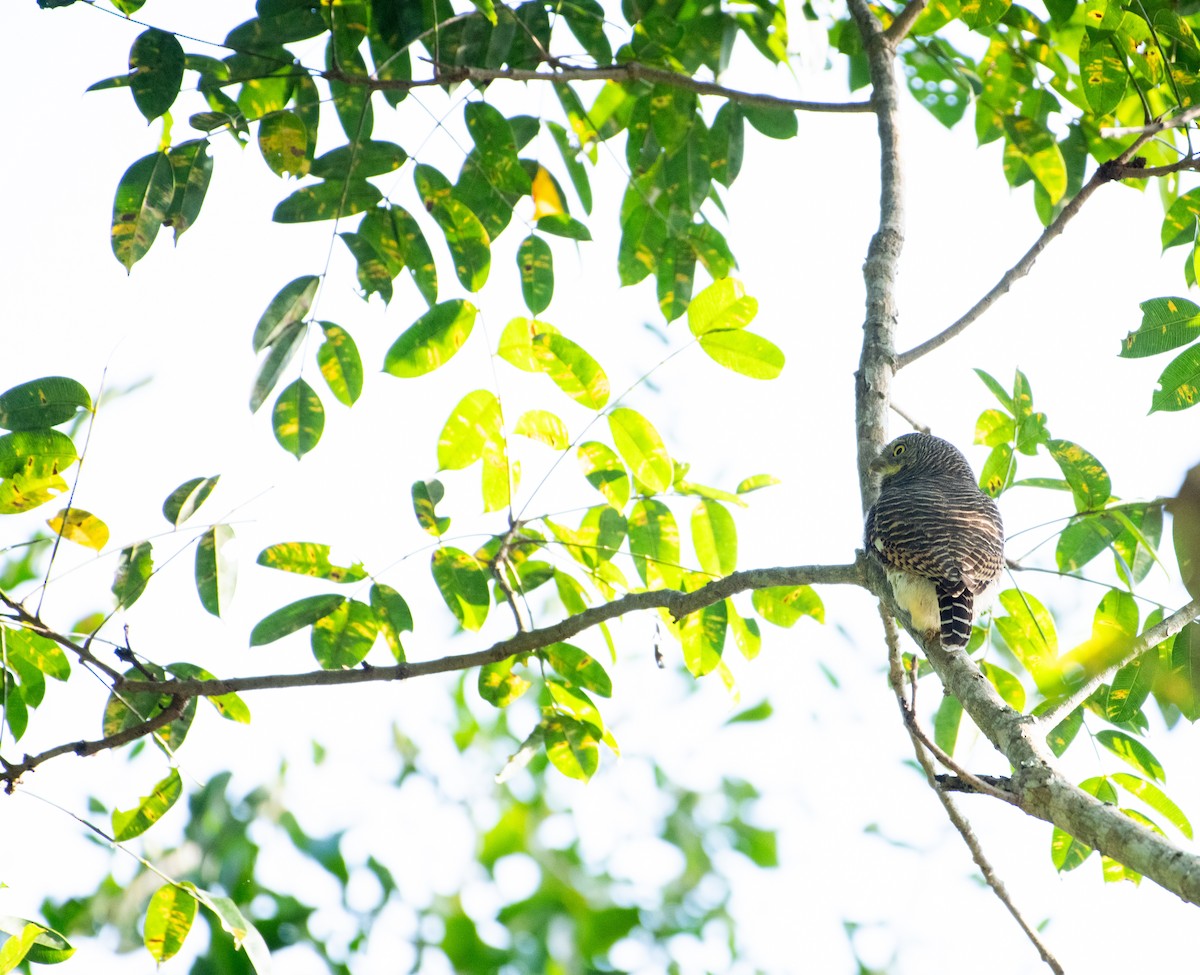 Kuckuckszwergkauz - ML646730499