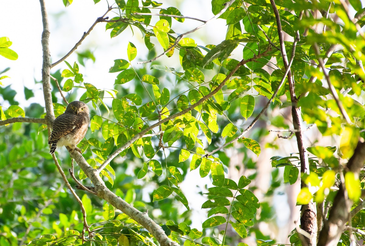 Kuckuckszwergkauz - ML646730500