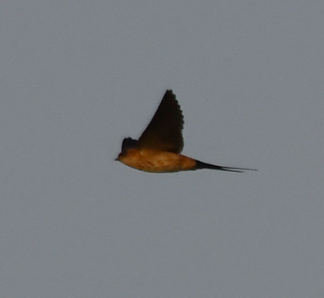 Golondrina Dáurica Oriental - ML646730501