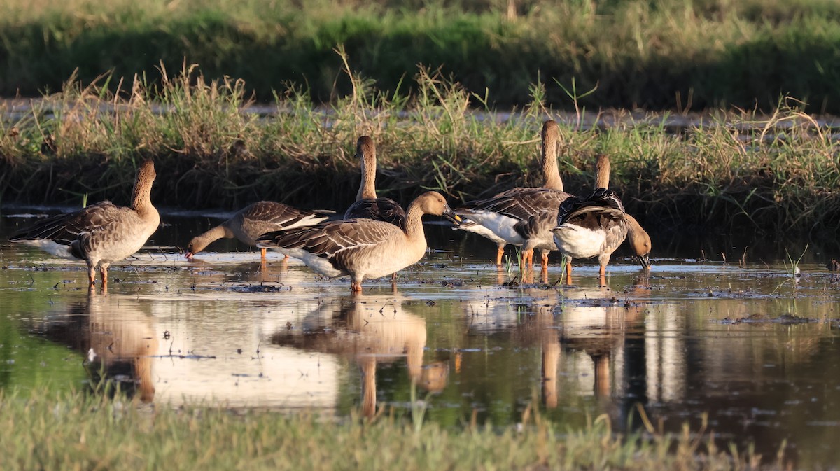 Taiga Bean-Goose - ML646730503