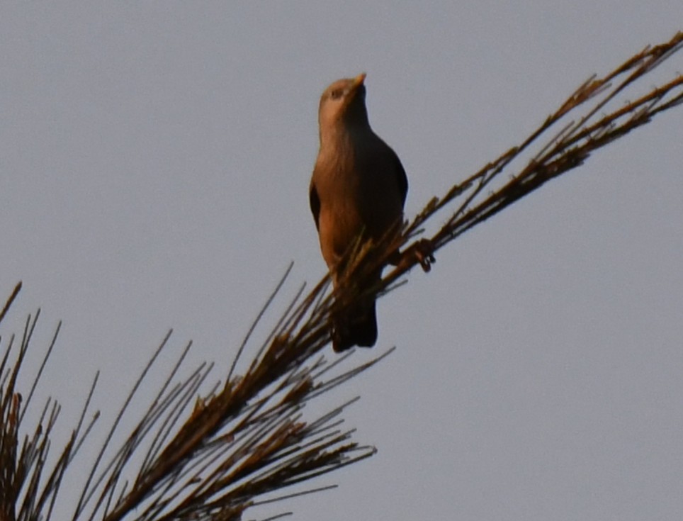 Estornino Cabecigrís - ML646730507