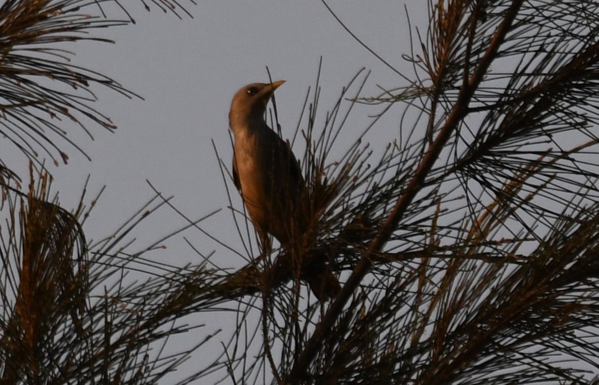 Chestnut-tailed Starling - ML646730508