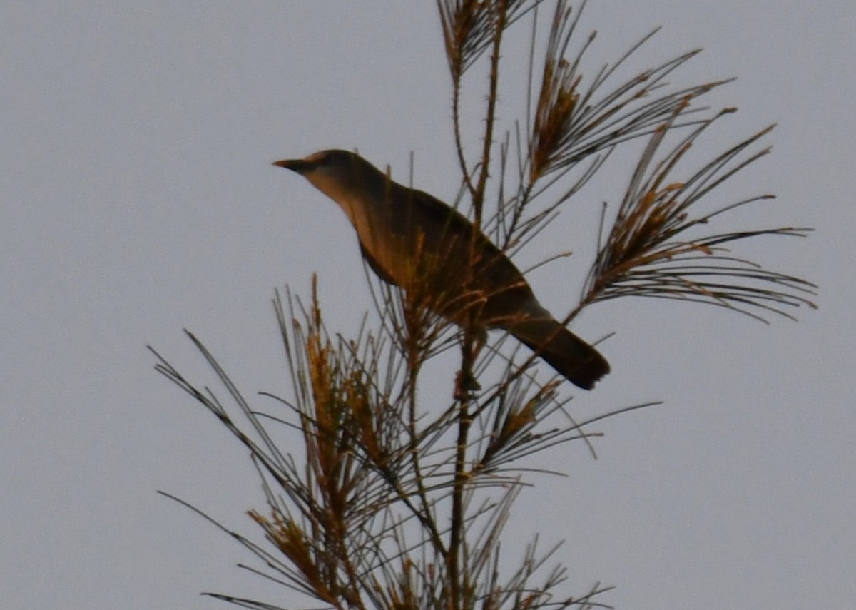 Chestnut-tailed Starling - ML646730509