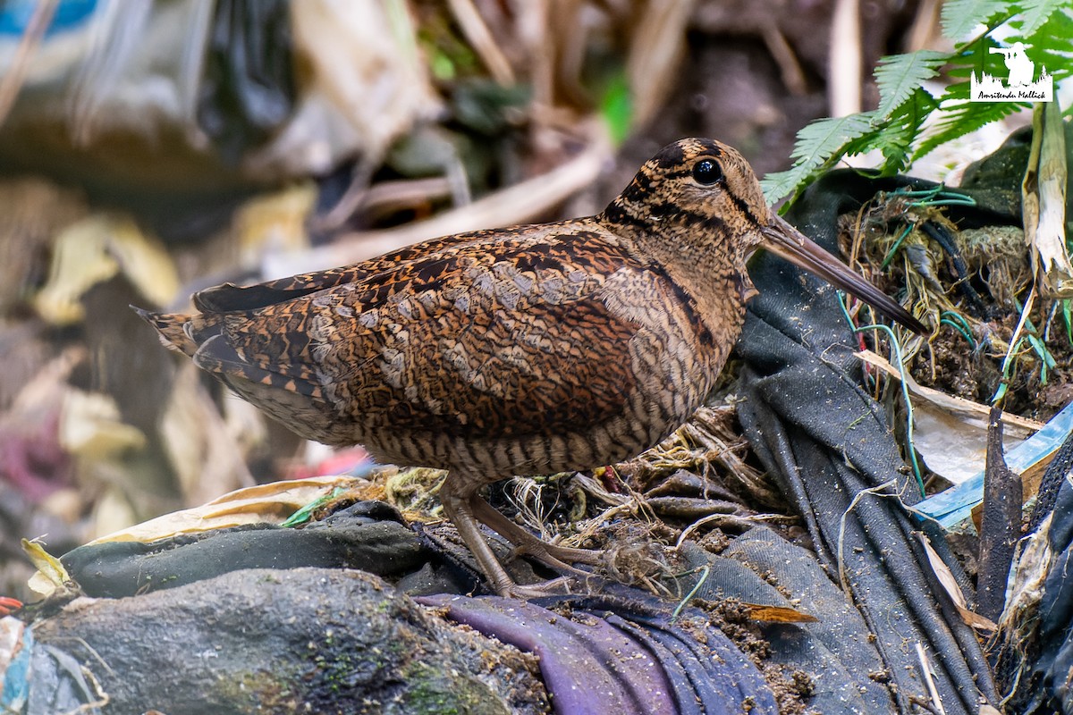 Eurasian Woodcock - ML646730513