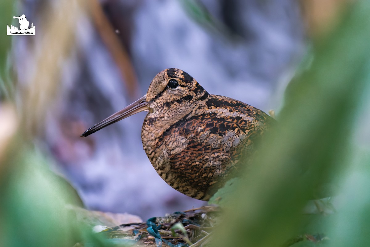 Eurasian Woodcock - ML646730514