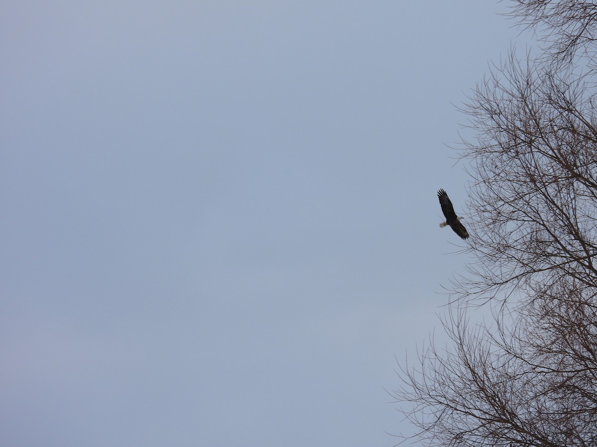 Bald Eagle - ML646730517