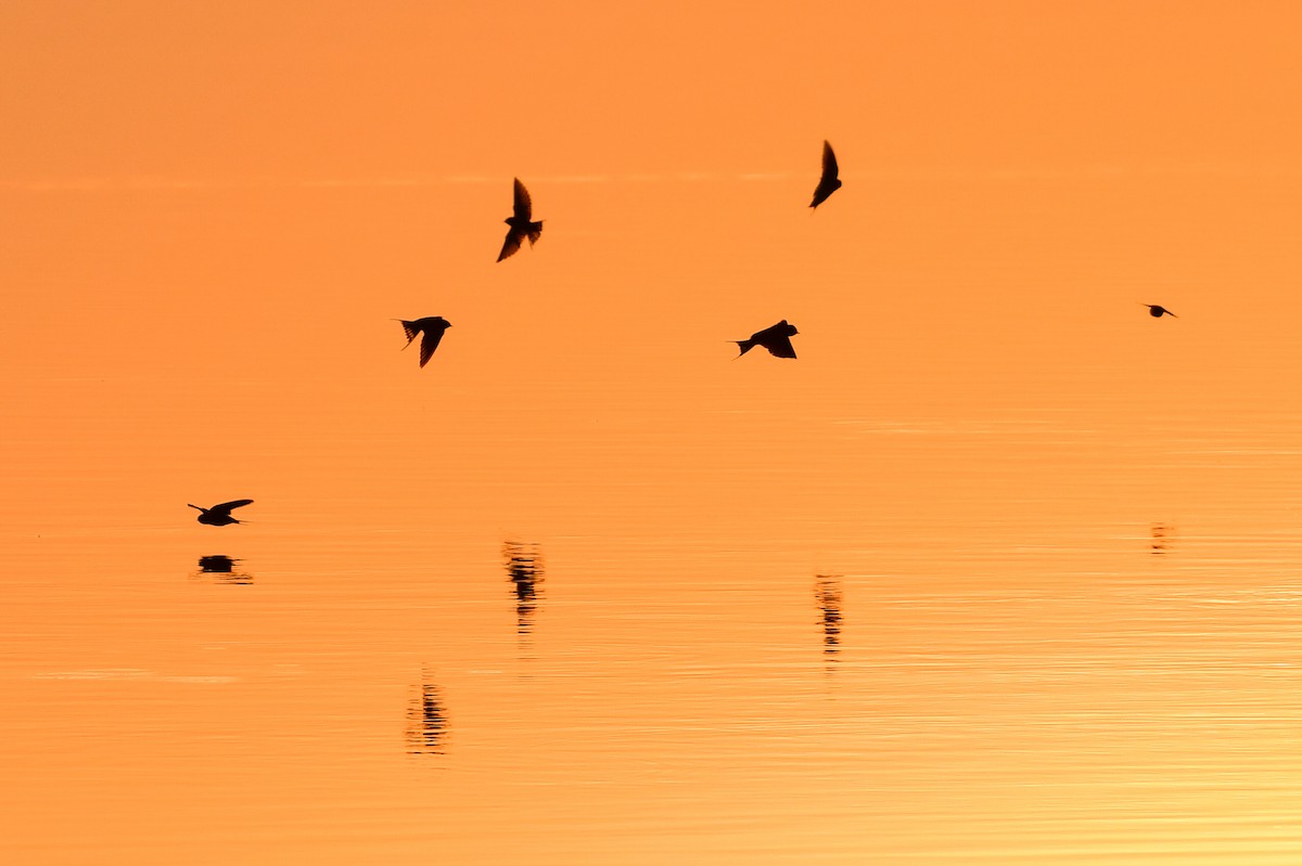 Barn Swallow (Egyptian) - ML646730518