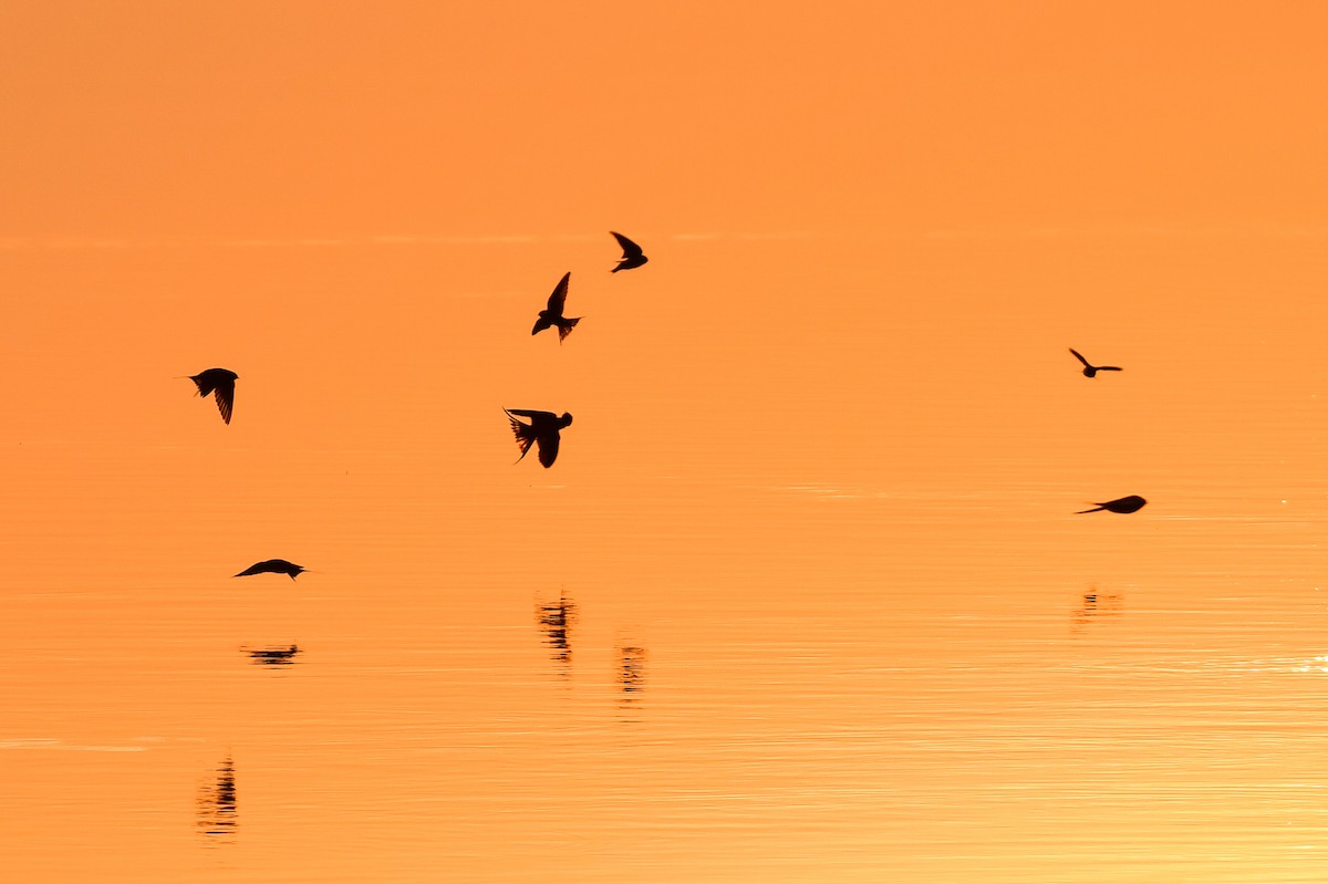 Barn Swallow (Egyptian) - ML646730519