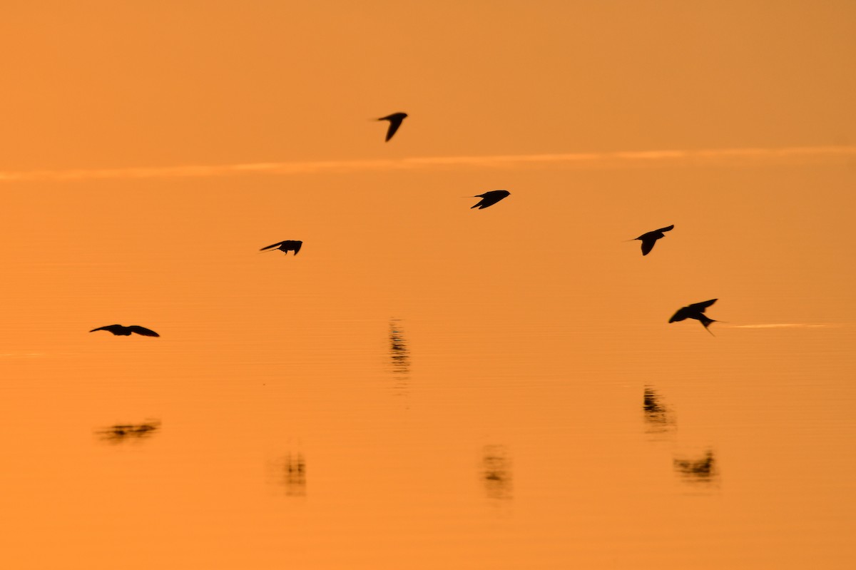 Barn Swallow (Egyptian) - ML646730520