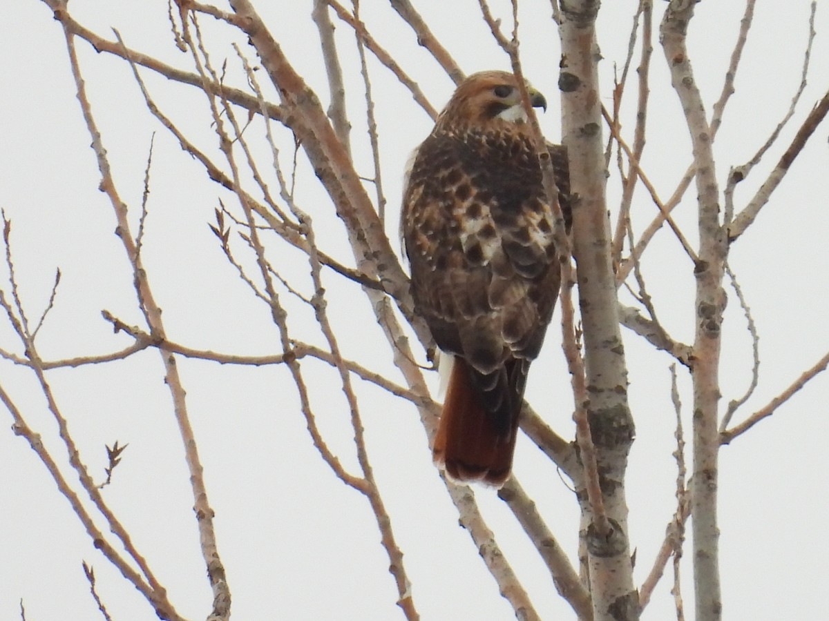 Red-tailed Hawk - ML646730521