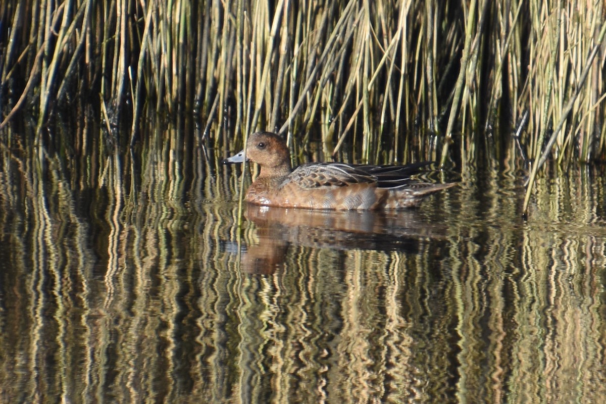 Eurasian Wigeon - ML646730526
