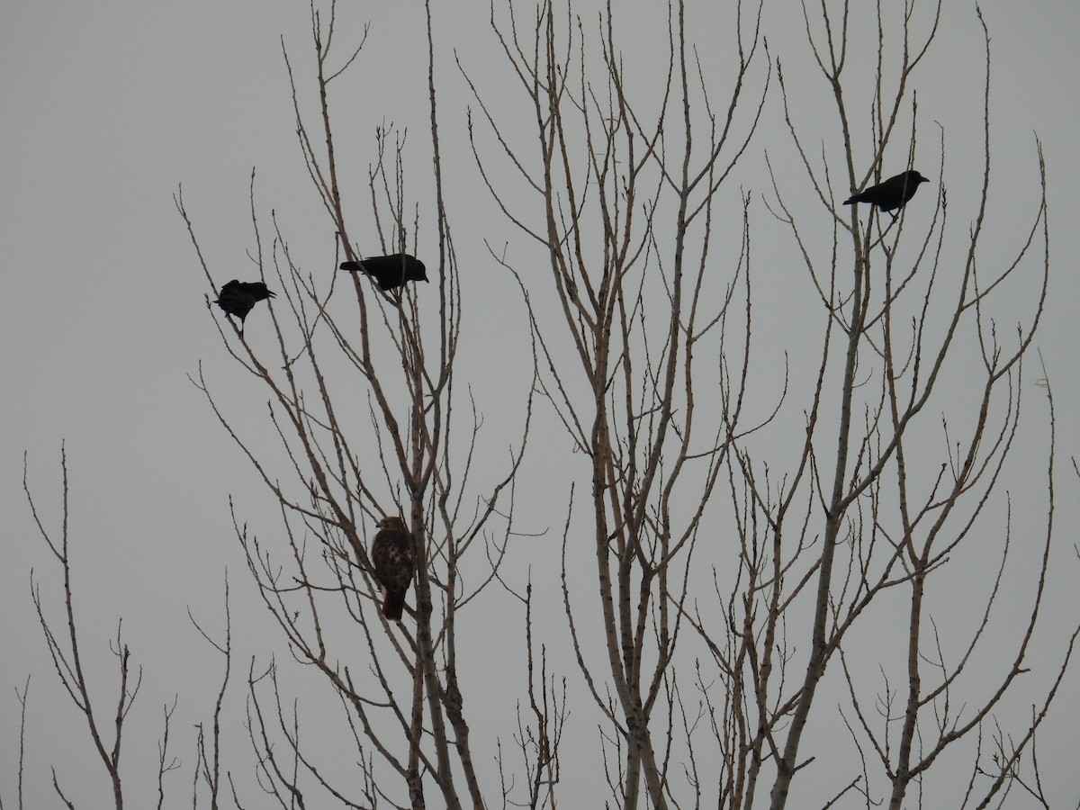 American Crow - ML646730527