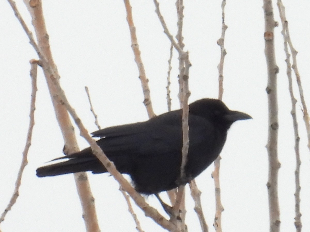 American Crow - ML646730528