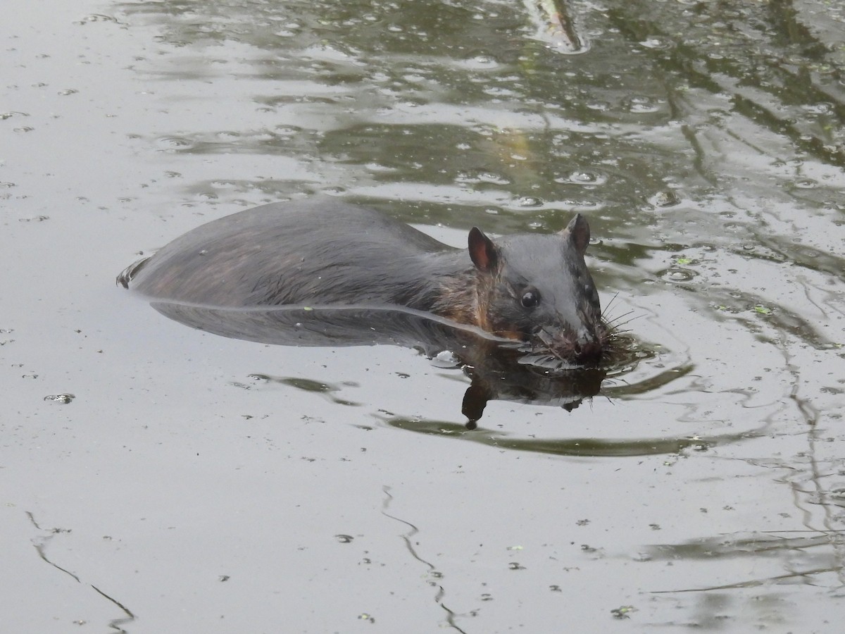 オオミズネズミ - ML646730529