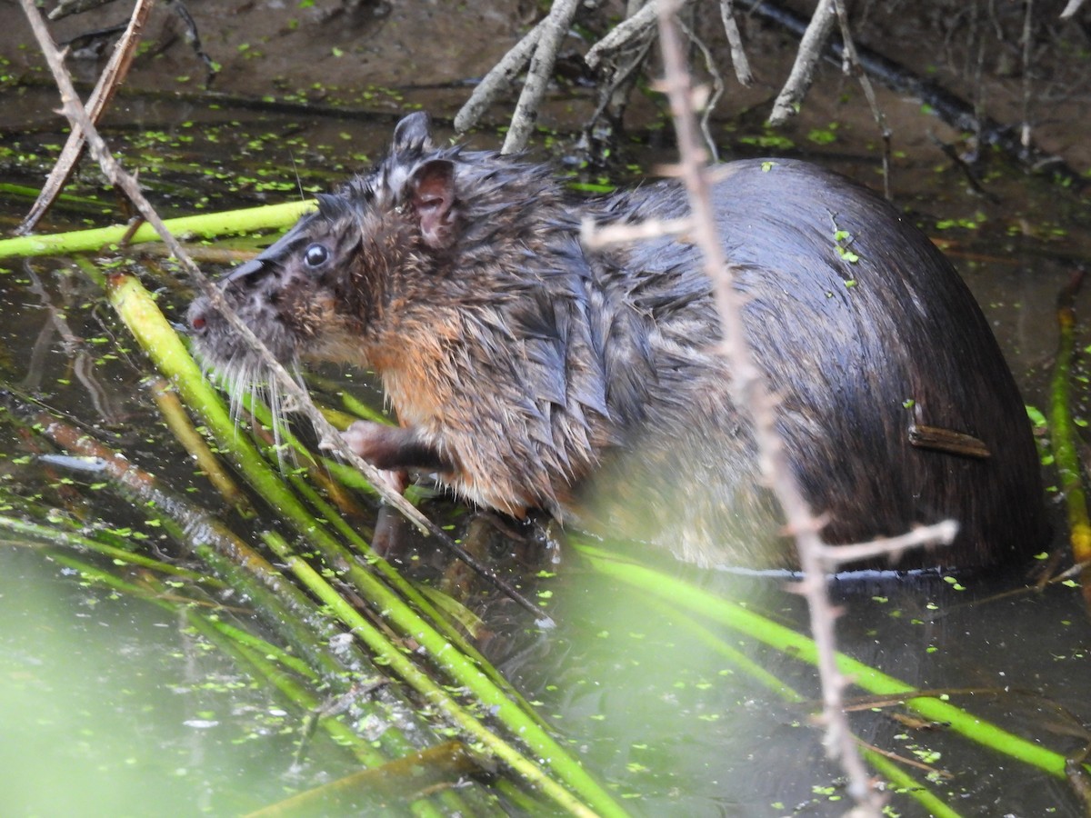 哺乳綱 - ML646730530