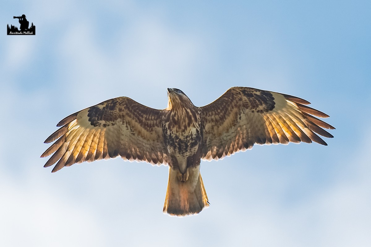 Himalayan Buzzard - ML646730531