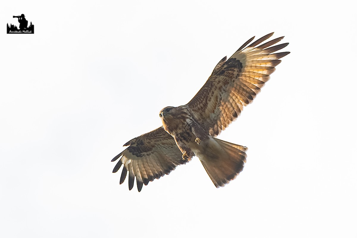 Himalayan Buzzard - ML646730532