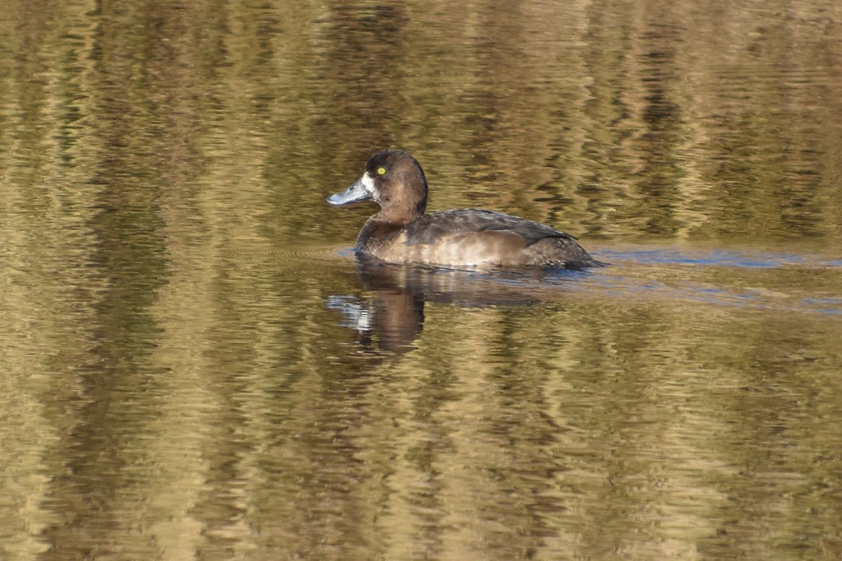 Морская чернеть - ML646730534