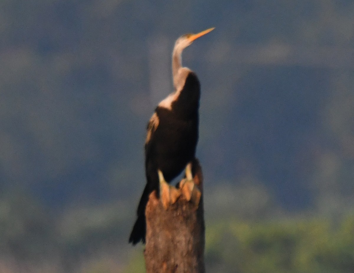 Oriental Darter - ML646730535