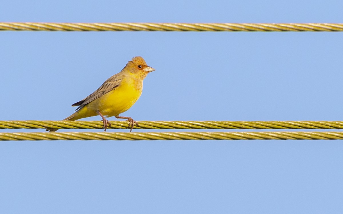 brunhodespurv - ML646730536