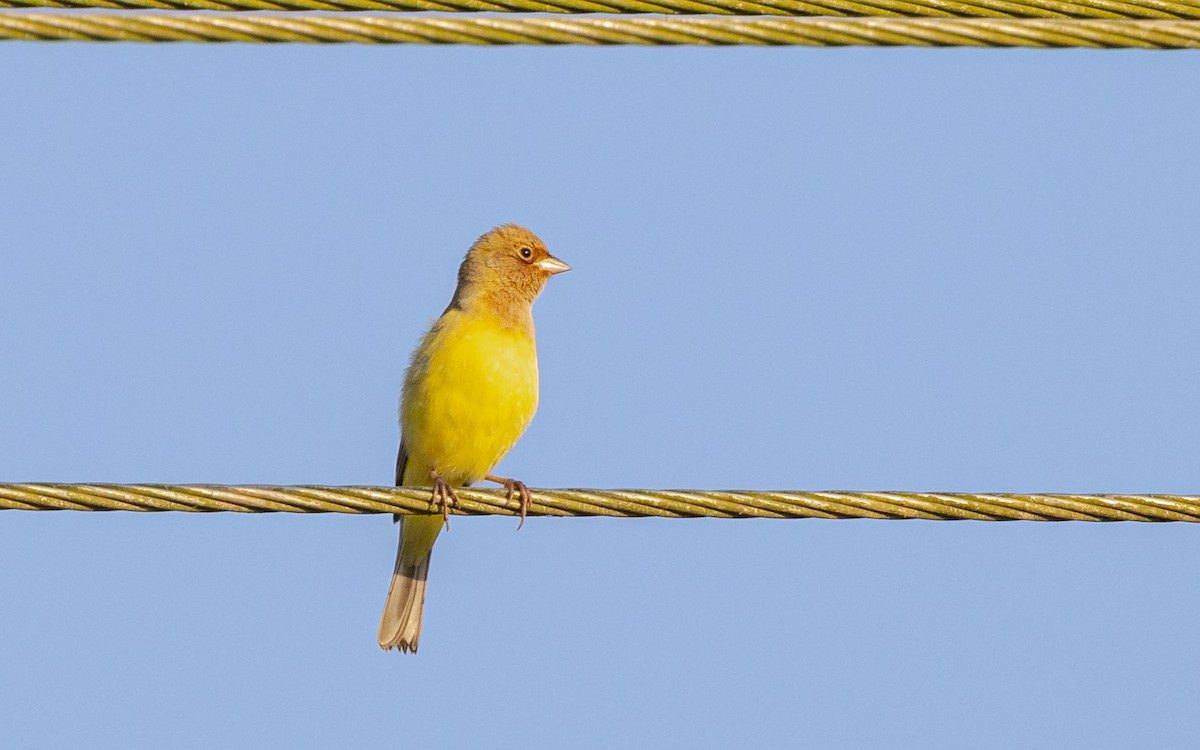 brunhodespurv - ML646730537