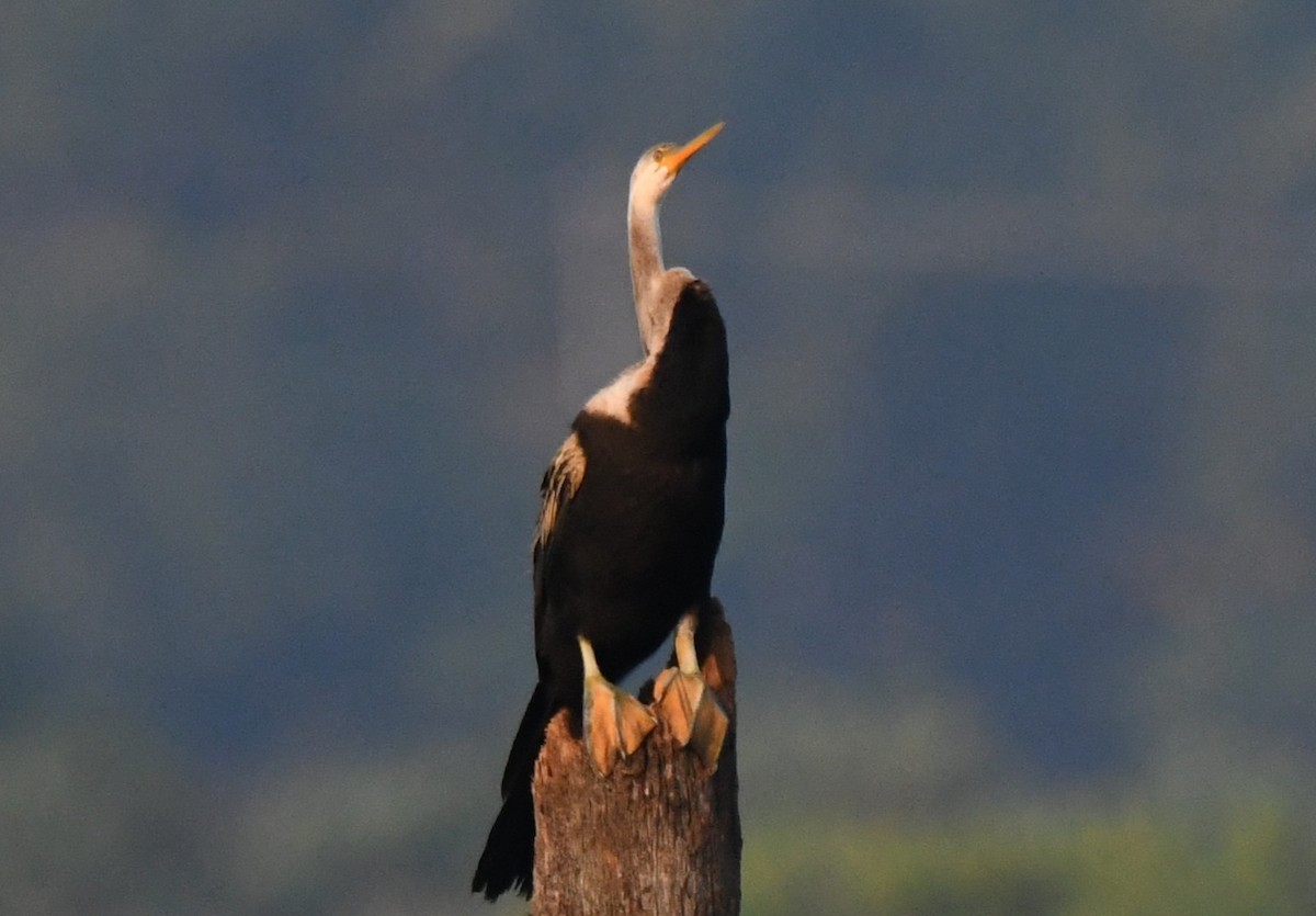 Oriental Darter - ML646730538