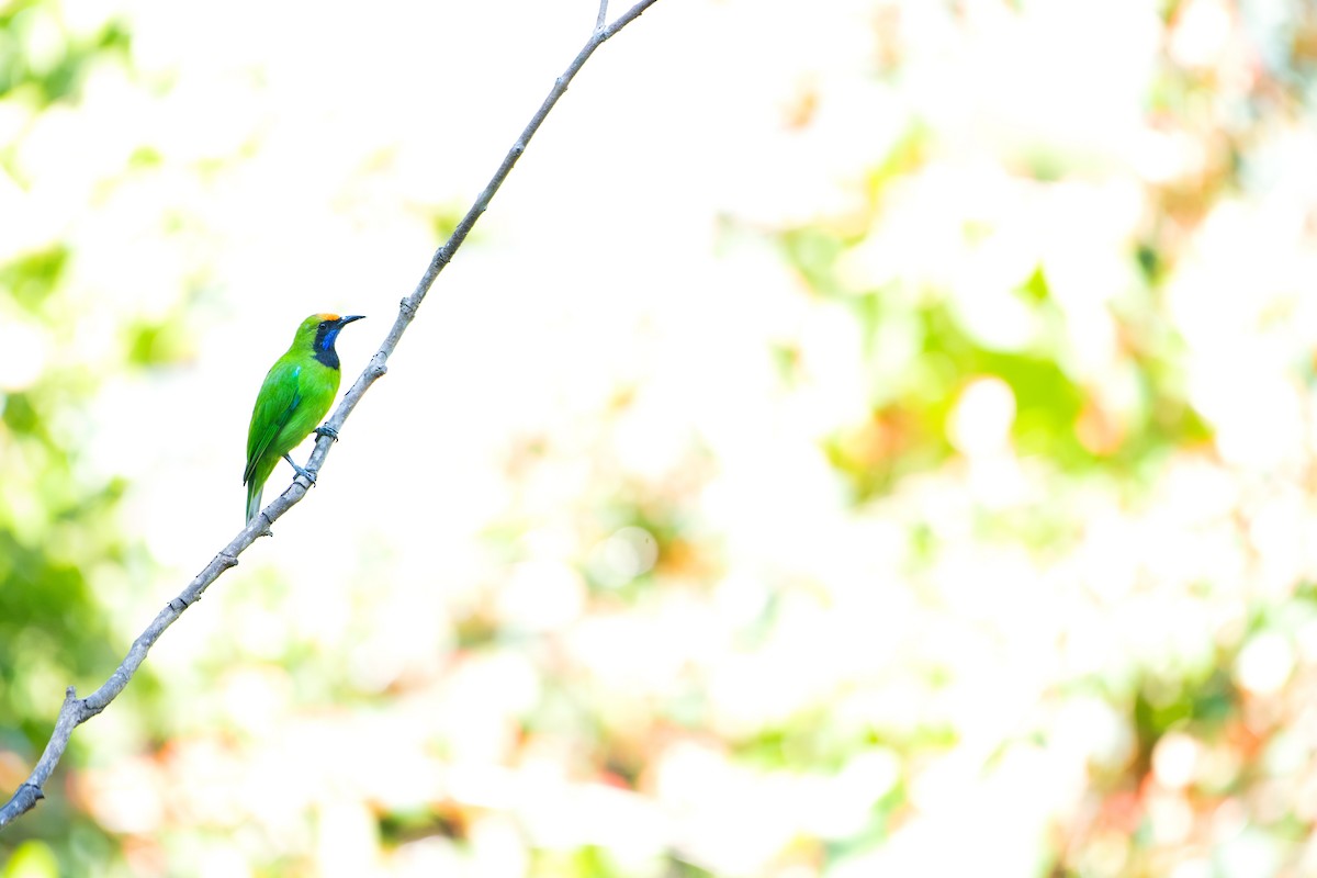 Golden-fronted Leafbird - ML646730539