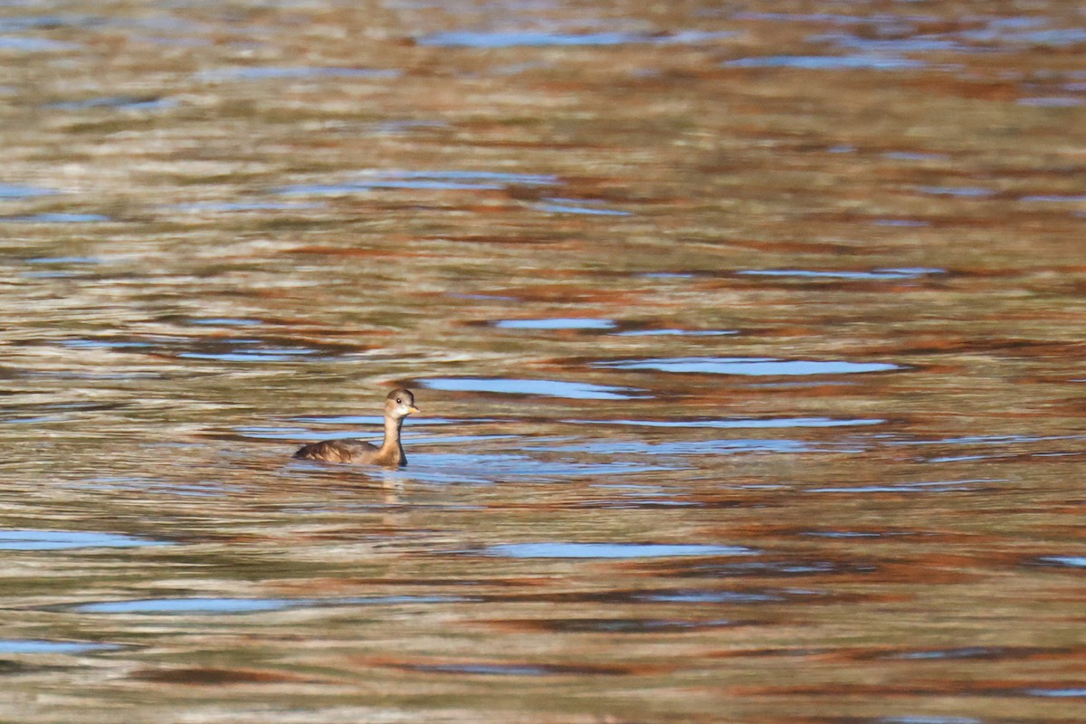 小鸊鷉 - ML646730540