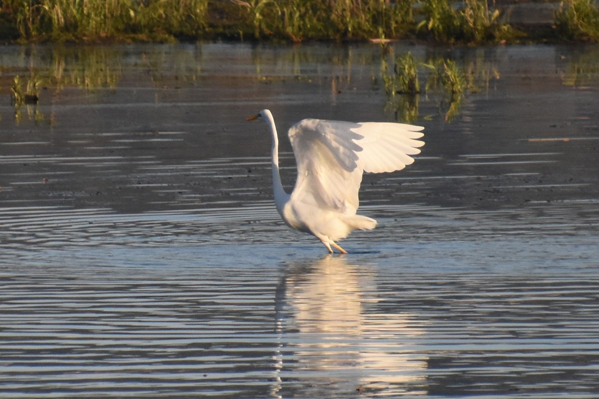 Great Egret - ML646730541