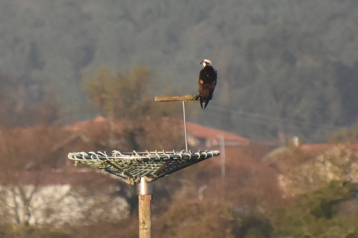 Osprey - ML646730543