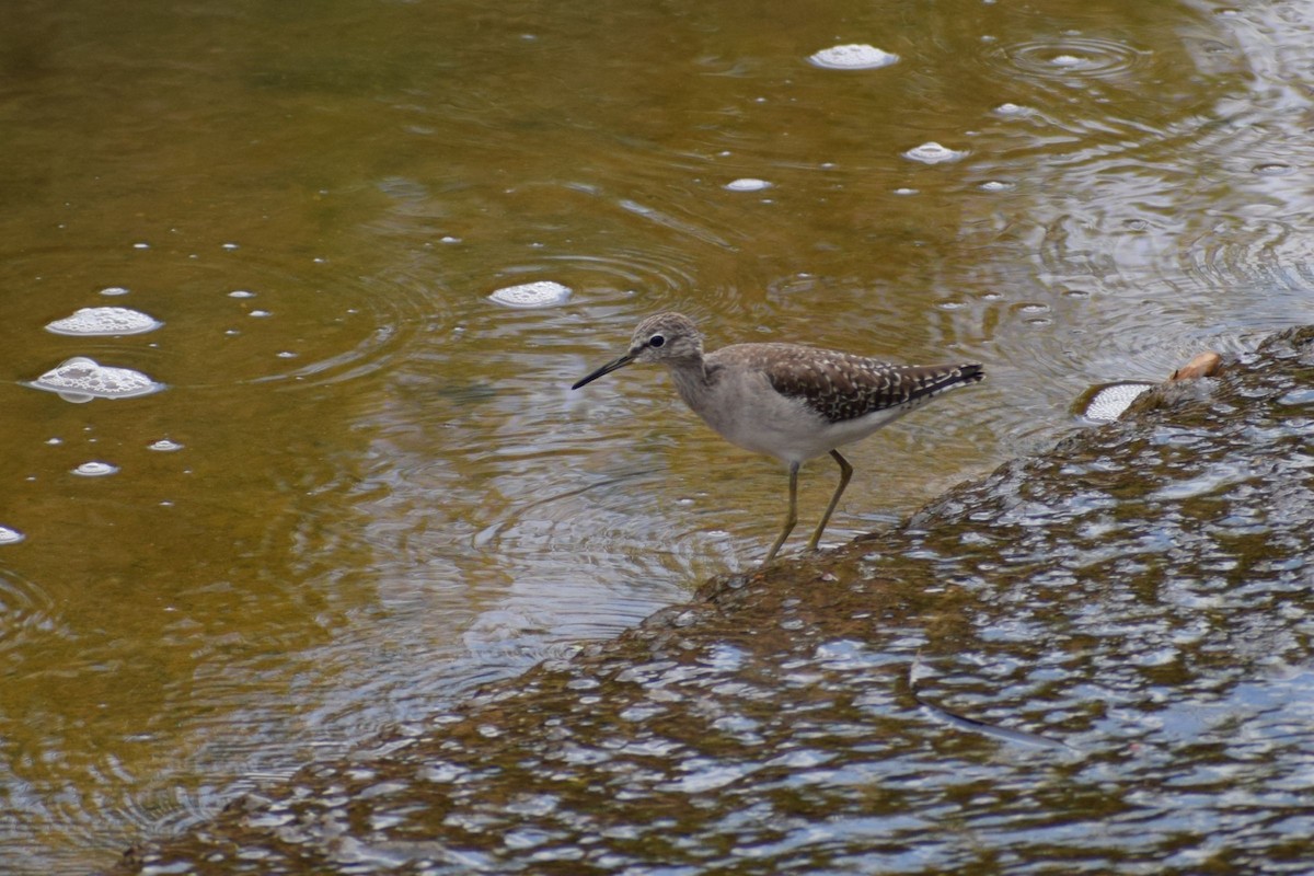 Wood Sandpiper - ML646730545