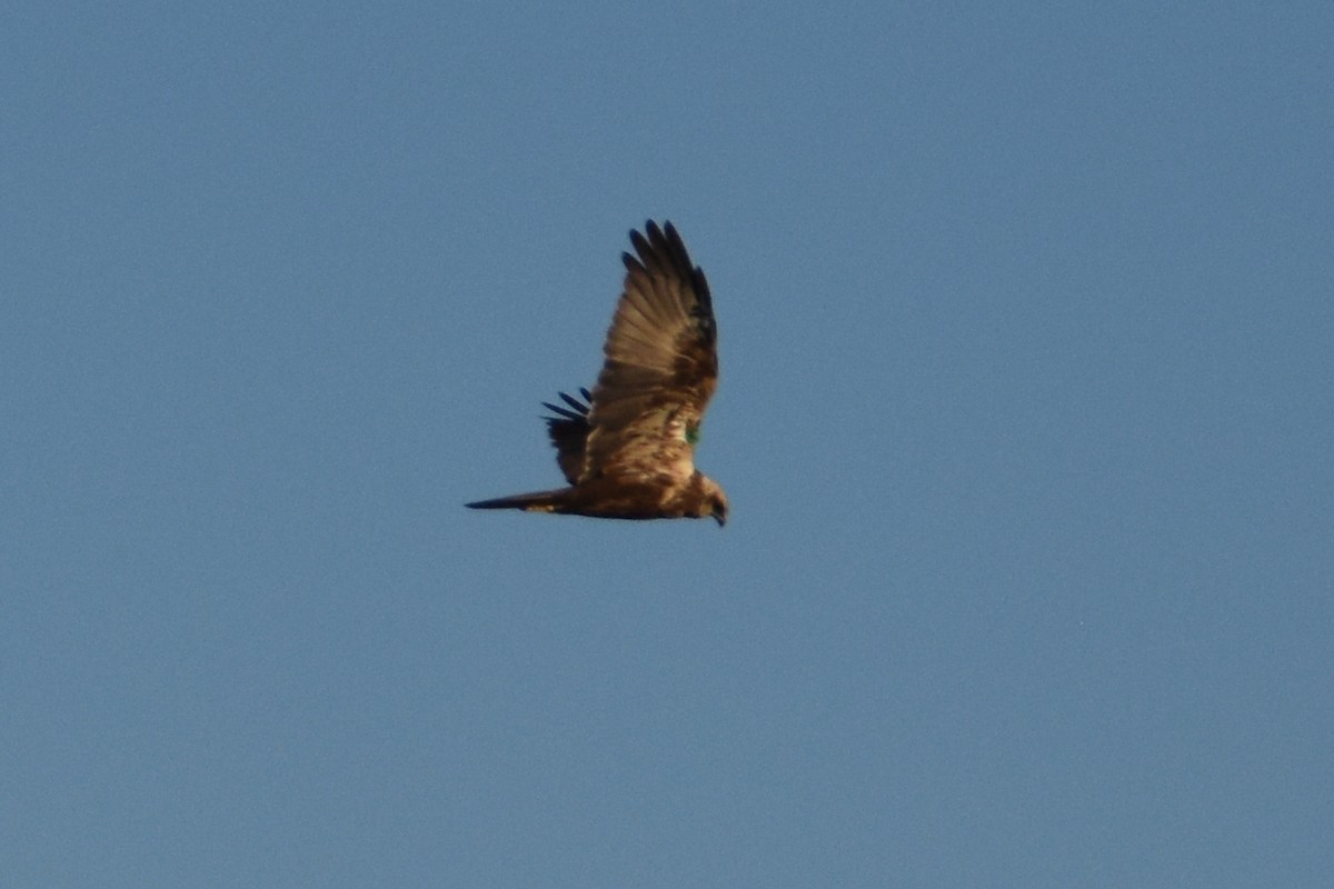 Western Marsh Harrier - ML646730548