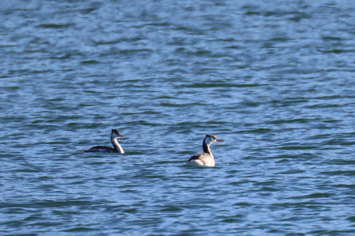 冠鸊鷉 - ML646730549