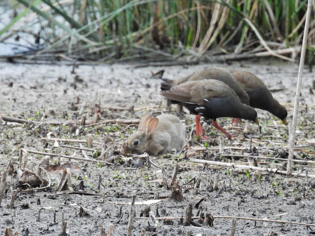 ウサギ科 - ML646730550