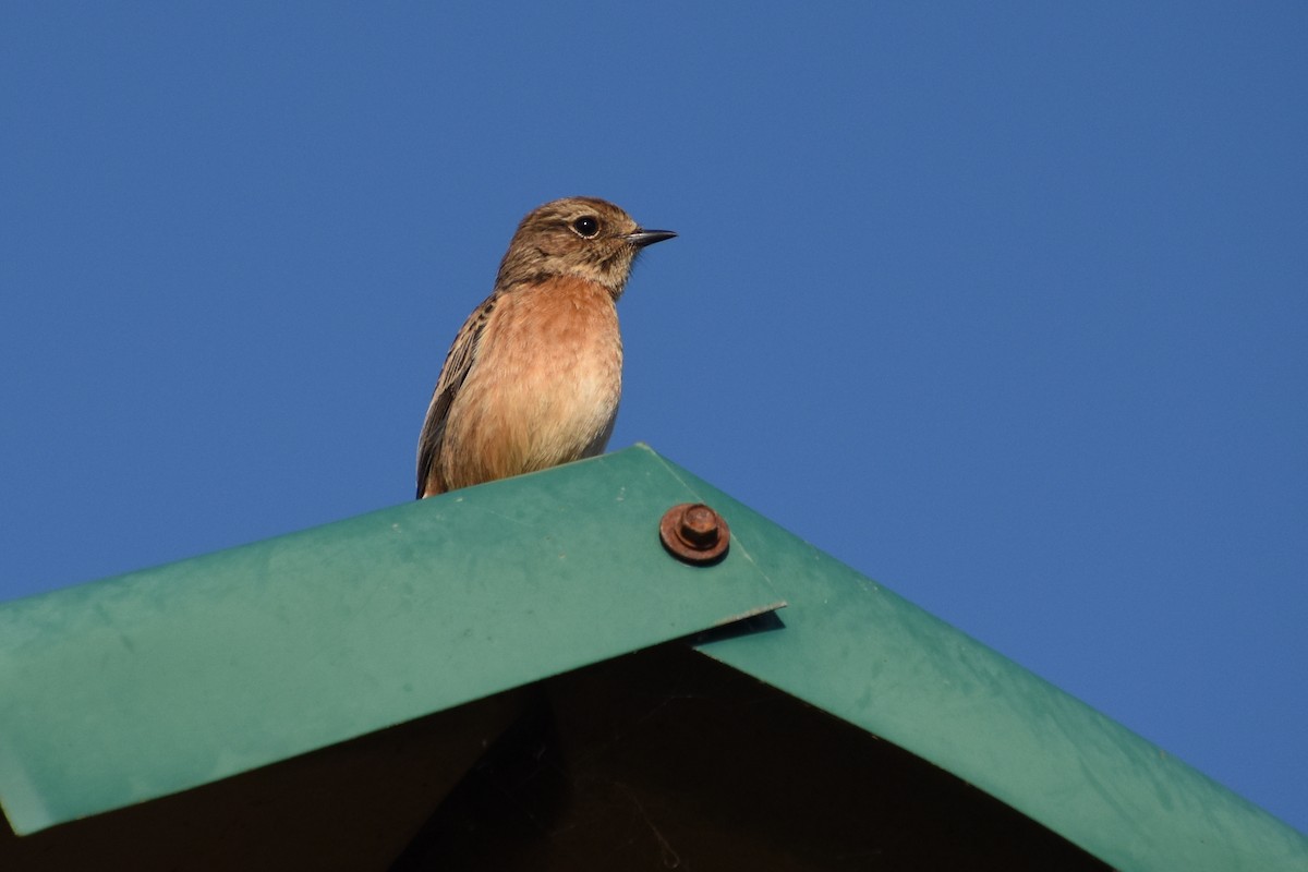 European Stonechat - ML646730553