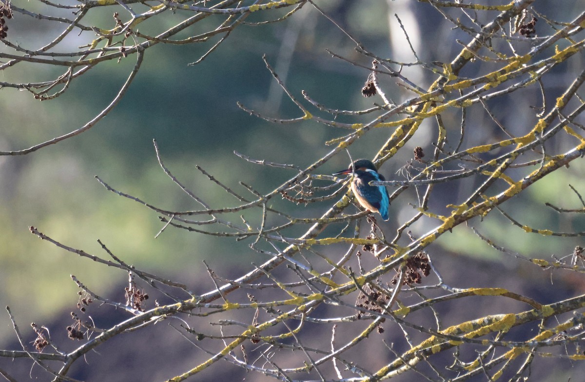 翠鳥 - ML646730554