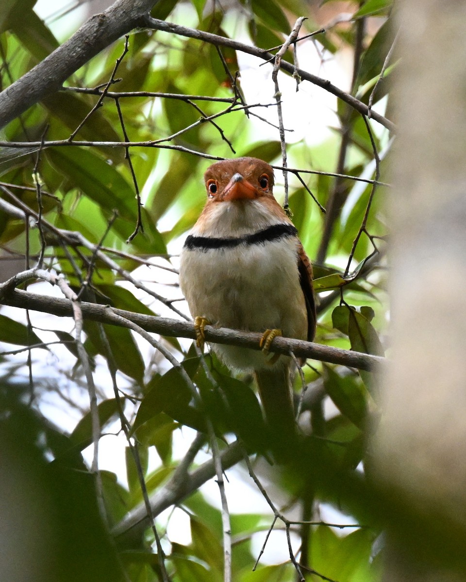 rusthodedovenfugl - ML646730556