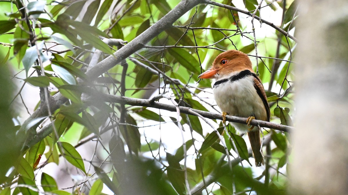 rusthodedovenfugl - ML646730557