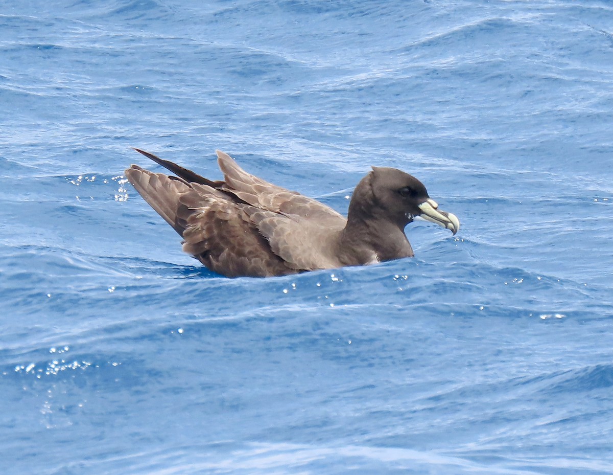 White-chinned Petrel - ML646730558