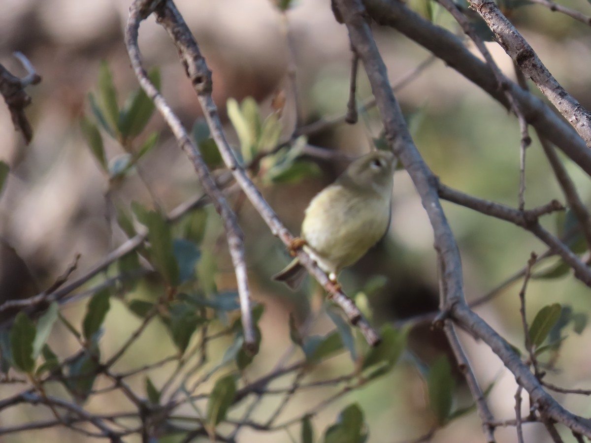 Gözlüklü Çalıkuşu - ML646730559