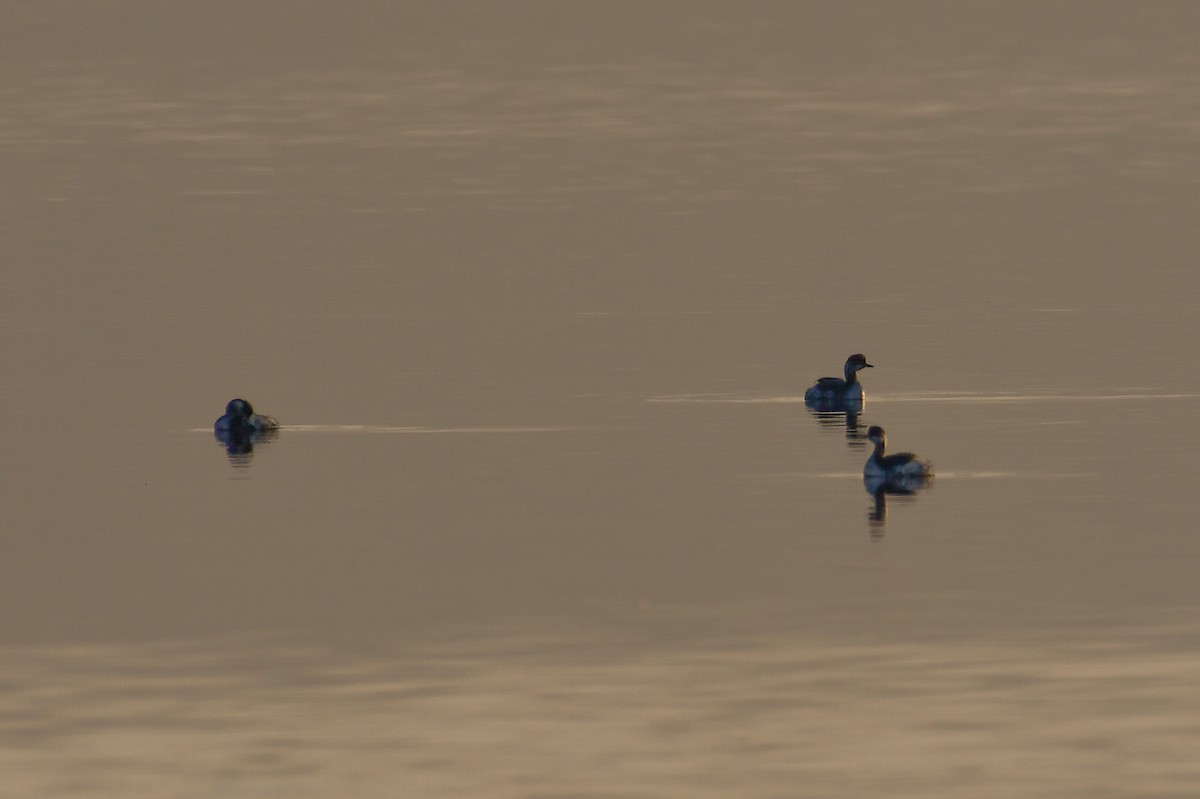 Eared Grebe - ML646730561