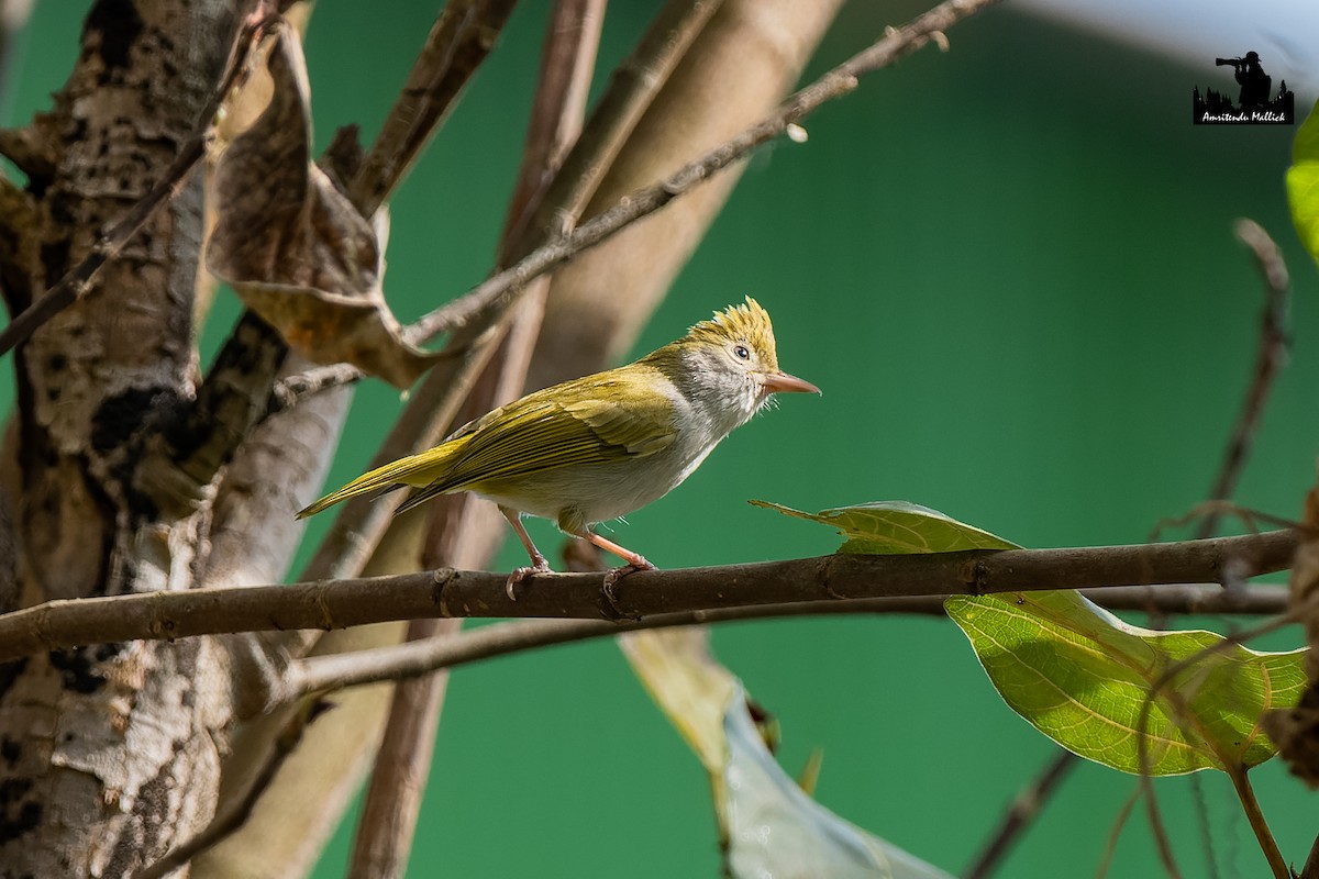 White-bellied Erpornis - ML646730562