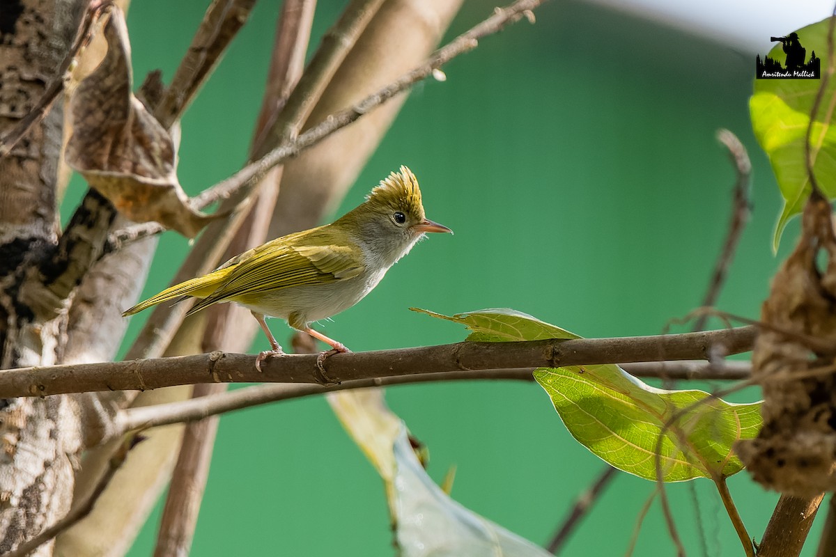 White-bellied Erpornis - ML646730563