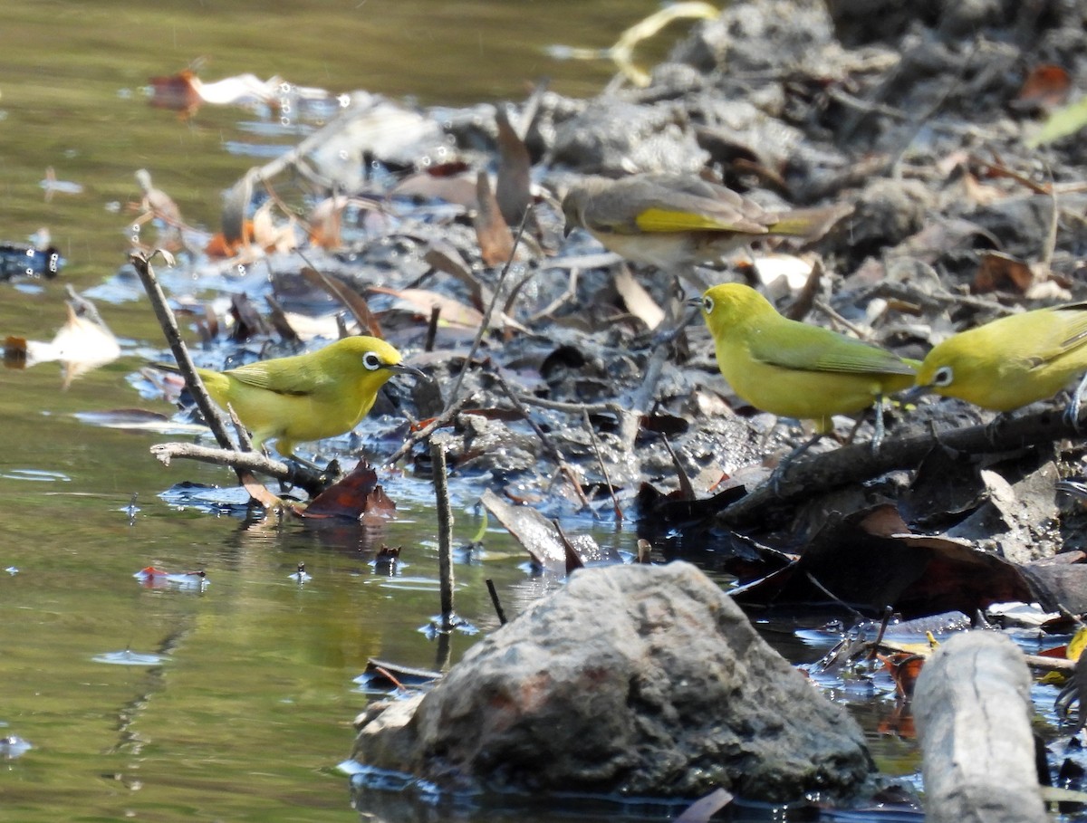 Australian Yellow White-eye - ML646730567